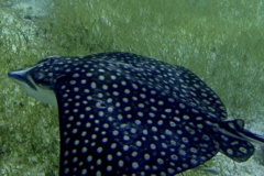 Stingrays - Spotted Eagle Ray - Aetobatus narinari