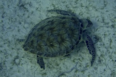 Turtle - Green Sea Turtle - Chelonia mydas