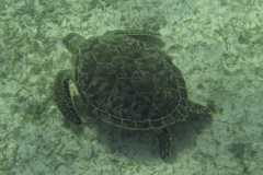 Turtle - Green Sea Turtle - Chelonia mydas