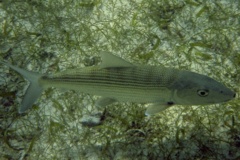 Bonefishes - Bonefish - Albula vulpes