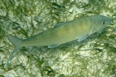 Bonefishes - Bonefish - Albula vulpes