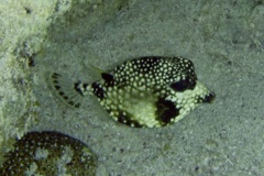 Trunkfish - Smooth Trunkfish - Lactophrys triqueter