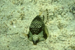 Trunkfish - Smooth Trunkfish - Lactophrys triqueter