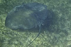 Stingrays - Southern Stingray - Dasyatis americana