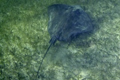 Stingrays - Southern Stingray - Dasyatis americana