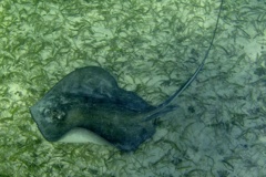 Stingrays - Southern Stingray - Dasyatis americana