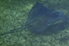 Stingrays - Southern Stingray - Dasyatis americana