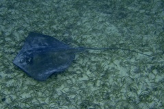 Stingrays - Southern Stingray - Dasyatis americana