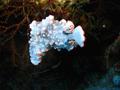 Nudibranch - Ornate Dermatobranchus - Dermatobranchus ornatus