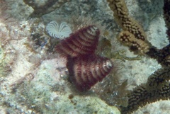 Nudibranch - Christmas tree worm - spirobranchius giganteus