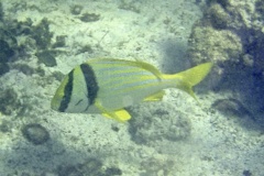 Porkfish - Porkfish - Anisotremus virginicus