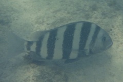 Porgies - Sheepshead - Archosargus probatocephalus