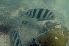 Porgies - Sheepshead - Archosargus probatocephalus