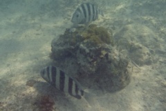 Porgies - Sheepshead - Archosargus probatocephalus