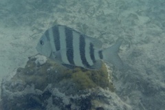 Porgies - Sheepshead - Archosargus probatocephalus