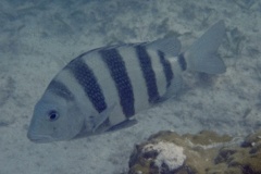 Porgies - Sheepshead - Archosargus probatocephalus