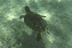 Turtle - Green Sea Turtle - Chelonia mydas