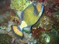 Triggerfish - Titan Triggerfish - Balistoides viridescens