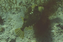 Trunkfish - Spotted Trunkfish - Lactophrys bicaudalis