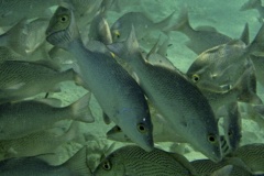 Snappers - Gray Snapper - Lutjanus griseus