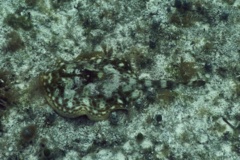 Stingrays - Yellow Stingray - Urolophus jamaicensis