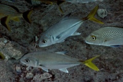 Jacks - Horse-eye Jack - Caranx latus