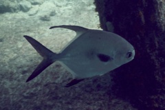 Jacks - Permit - Trachinotus falcatus