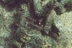 Wrasse - Puddingwife - Halichoeres radiatus