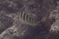 Damselfish - Night Sergeant - Abudefduf taurus