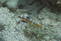 Wrasse - Puddingwife - Halichoeres radiatus