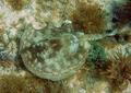 Stingrays - Yellow Stingray - Urolophus jamaicensis