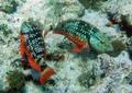 Parrotfish - Stoplight Parrotfish - Sparisoma viride