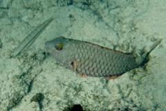 Parrotfish - Redtail Parrotfish - Sparisoma chrysopterum