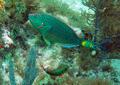 Parrotfish - Stoplight Parrotfish - Sparisoma viride