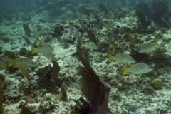 Snappers - Schoolmaster - Lutjanus apodus