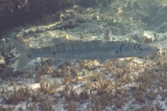 Barracuda - Great Barracuda - Sphyraena barracuda