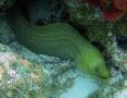 Moray - Green Moray - Gymnothorax funebris