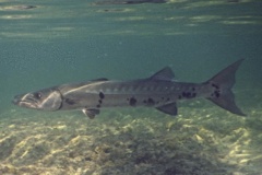 Barracuda - Great Barracuda - Sphyraena barracuda