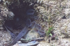 Featherduster Worms - Social Feather Duster Worm - Bispiria brunnea