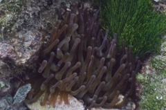 Anemones - Giant Sea Anemone - Condylactus gigantea