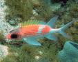 Squirrelfish - Common Squirrelfish - Holocentrus  Adscensionis