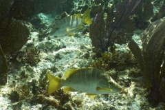 Snappers - Schoolmaster - Lutjanus apodus