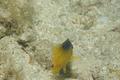 Damselfish - Longfin Damselfish - Stegastes diencaeus