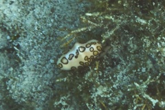 Nudibranches - Flamingo Tongue - Cyphoma gibbosum