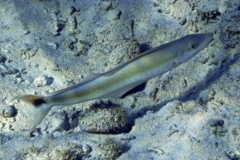 Tilefish - Sand Tilefish - Malacanthus plumieri