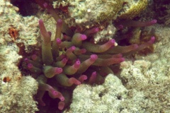 Anemones - Giant Sea Anemone - Condylactus gigantea