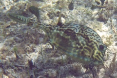 Trunkfish - Scrawled Cowfish - Acanthostracion quadricornis