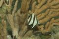 Butterflyfish - Banded Butterflyfish - Chaetodon striatus