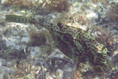 Trunkfish - Scrawled Cowfish - Acanthostracion quadricornis