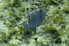 Triggerfish - Queen Triggerfish - Balistes vetula